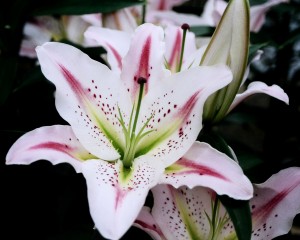 Flower Mix 03